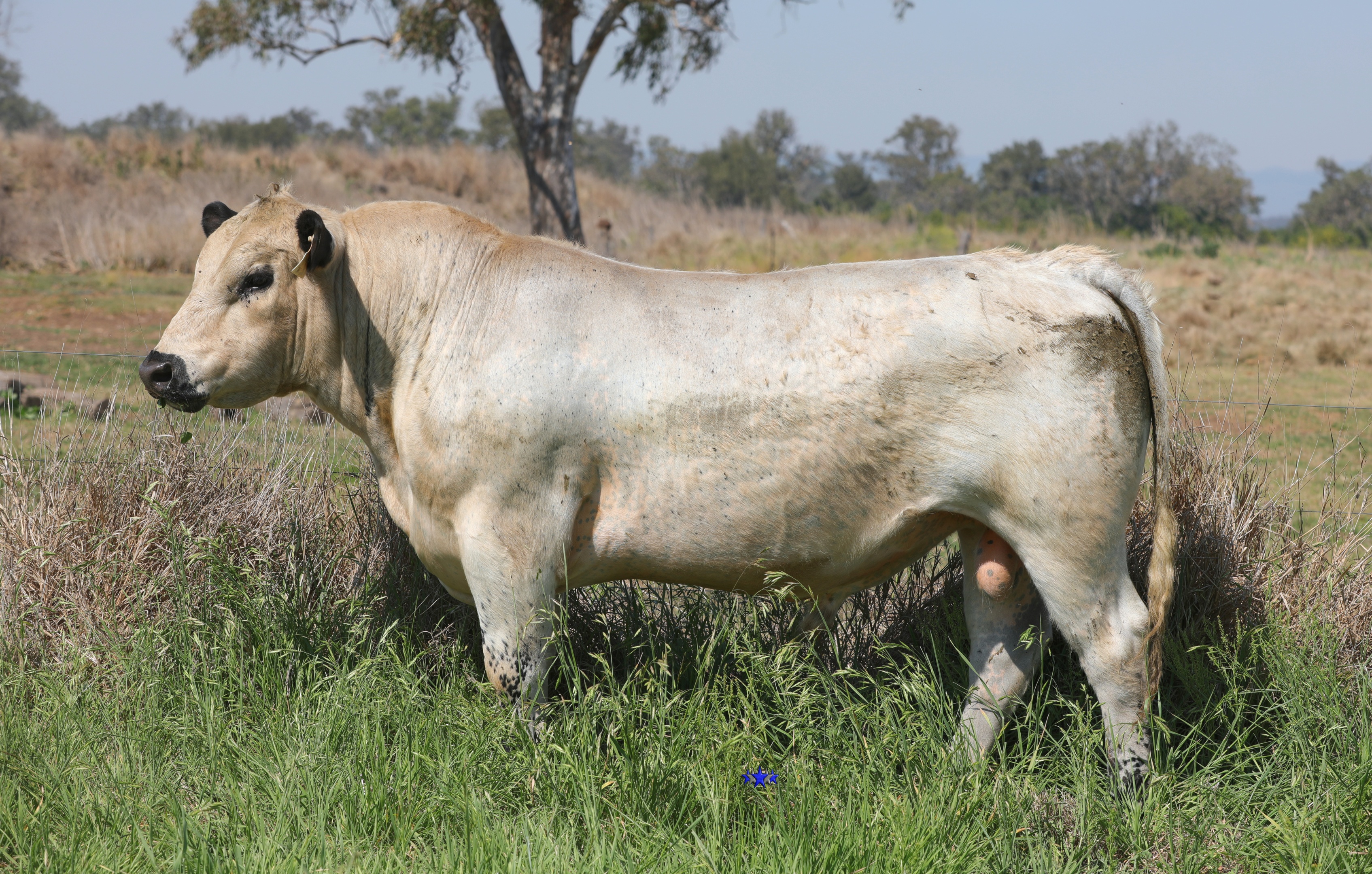 AAA Speckle Park Beef Cattle Stud Livestock Breeder