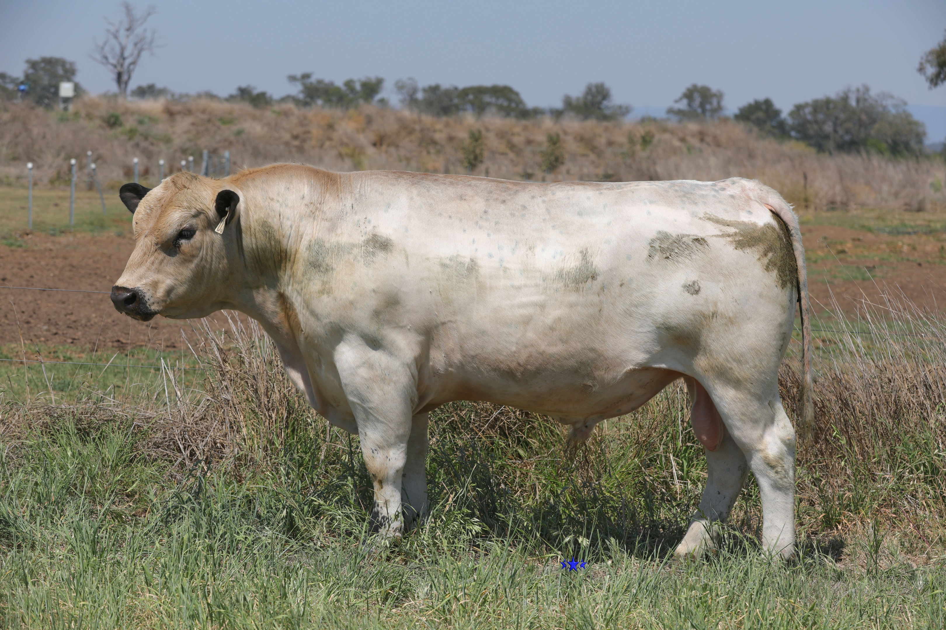 AAA Speckle Park Beef Cattle Stud Livestock Breeder