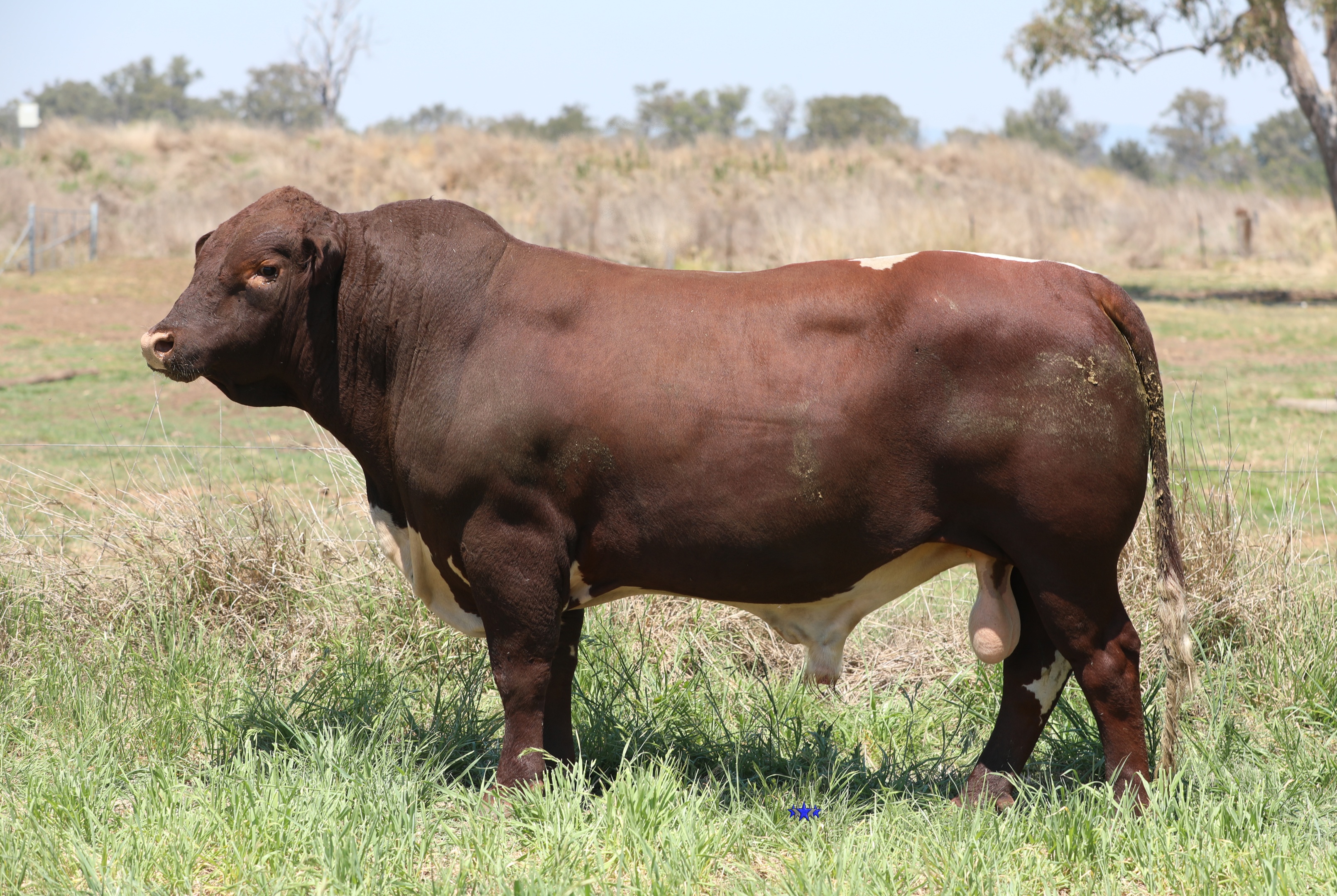 AAA Speckle Park Beef Cattle Stud Livestock Breeder
