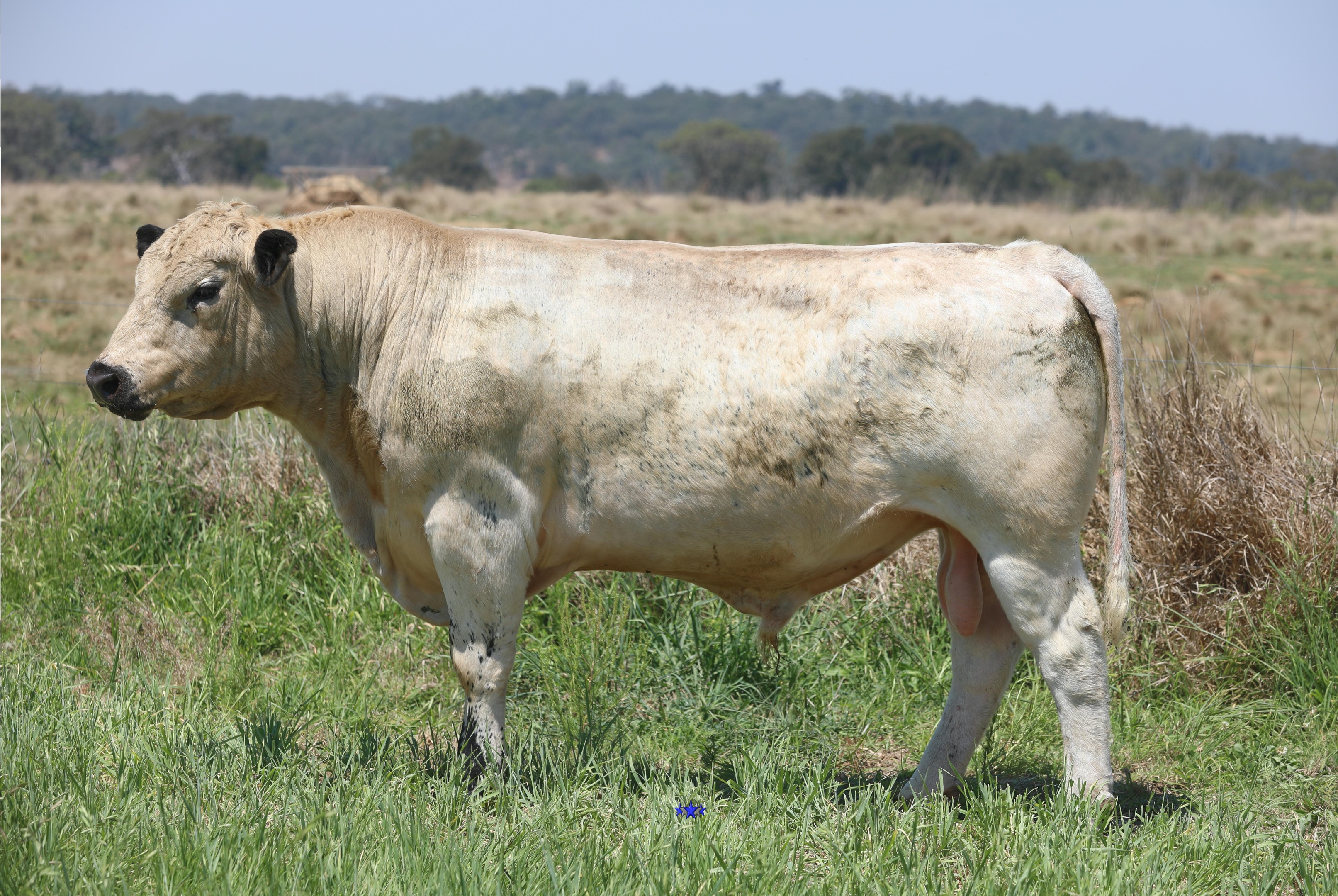 AAA Speckle Park Beef Cattle Stud Livestock Breeder
