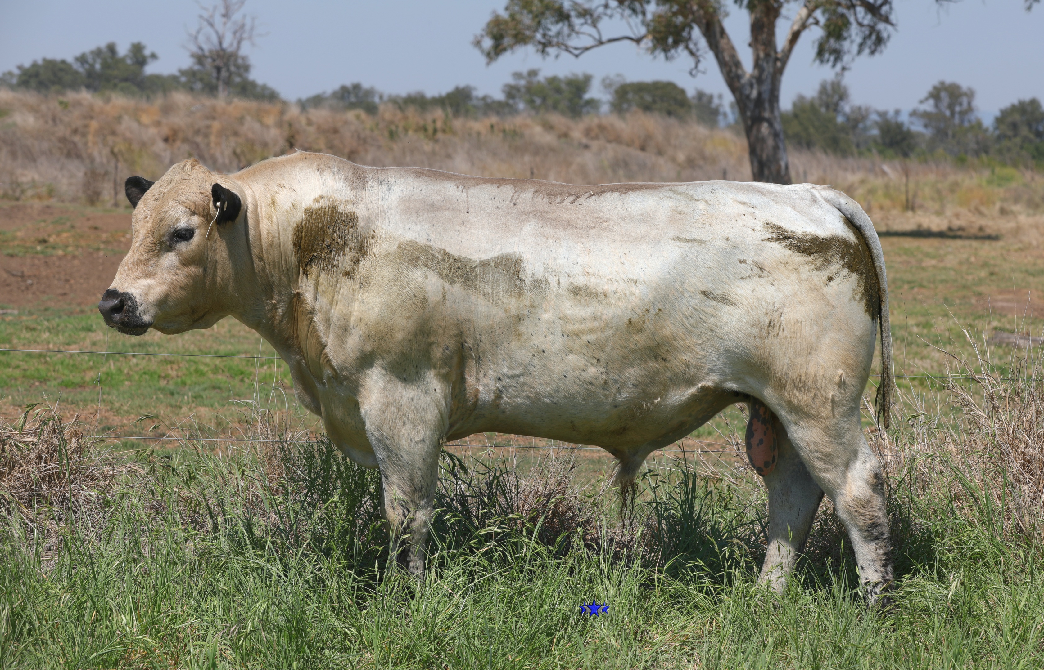 AAA Speckle Park Beef Cattle Stud Livestock Breeder