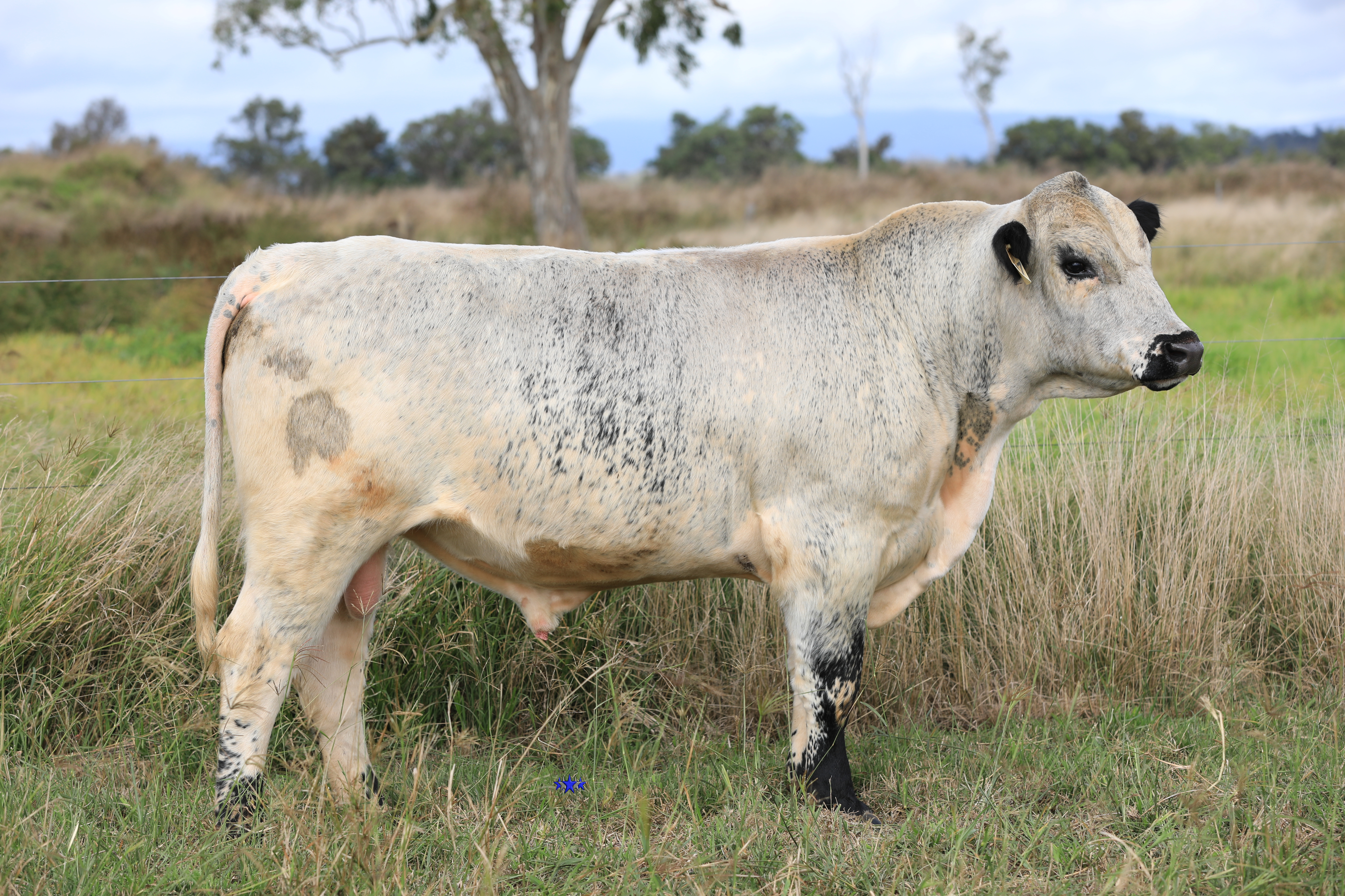 AAA Speckle Park Beef Cattle Stud Livestock Breeder