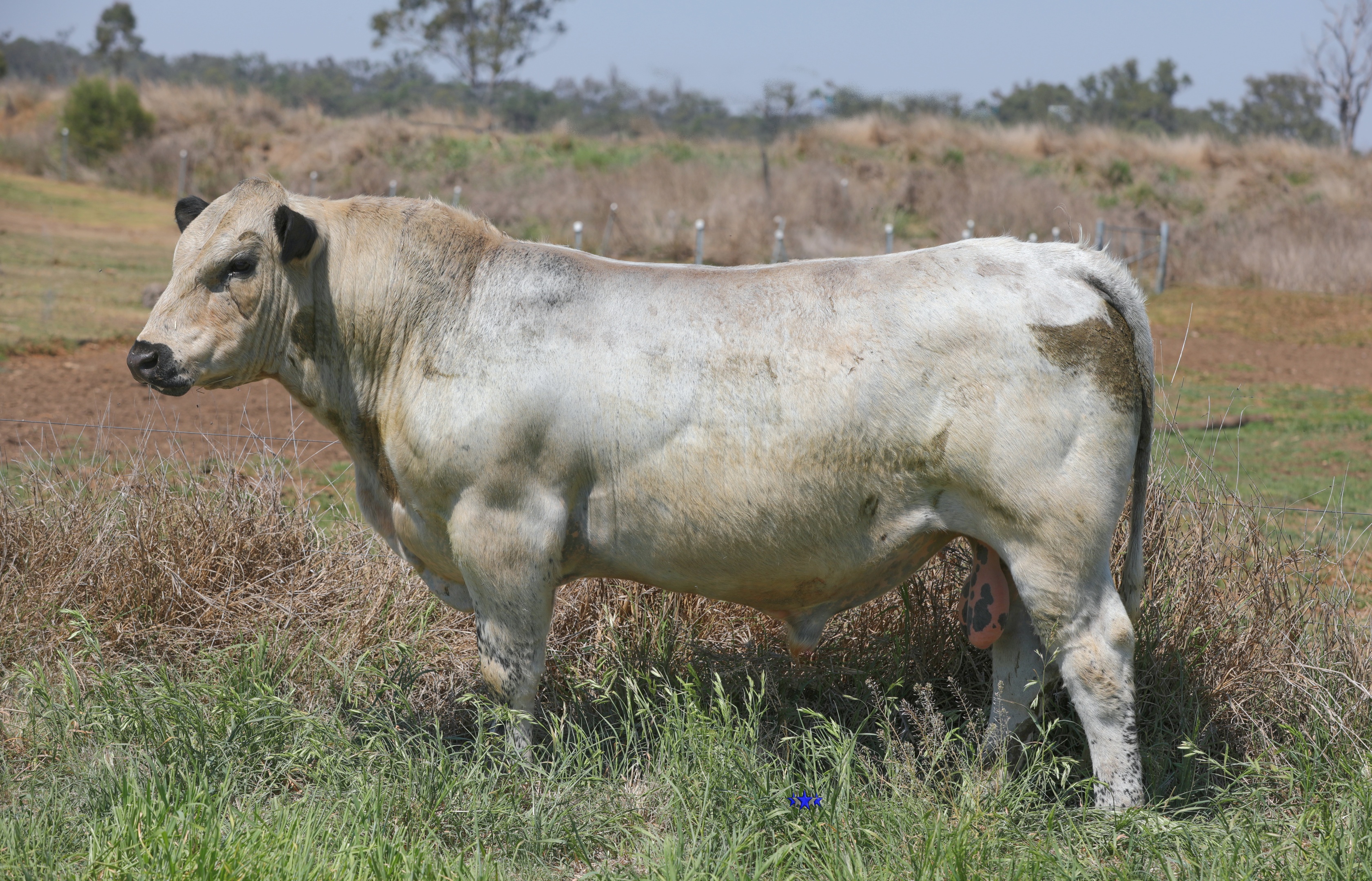 AAA Speckle Park Beef Cattle Stud Livestock Breeder