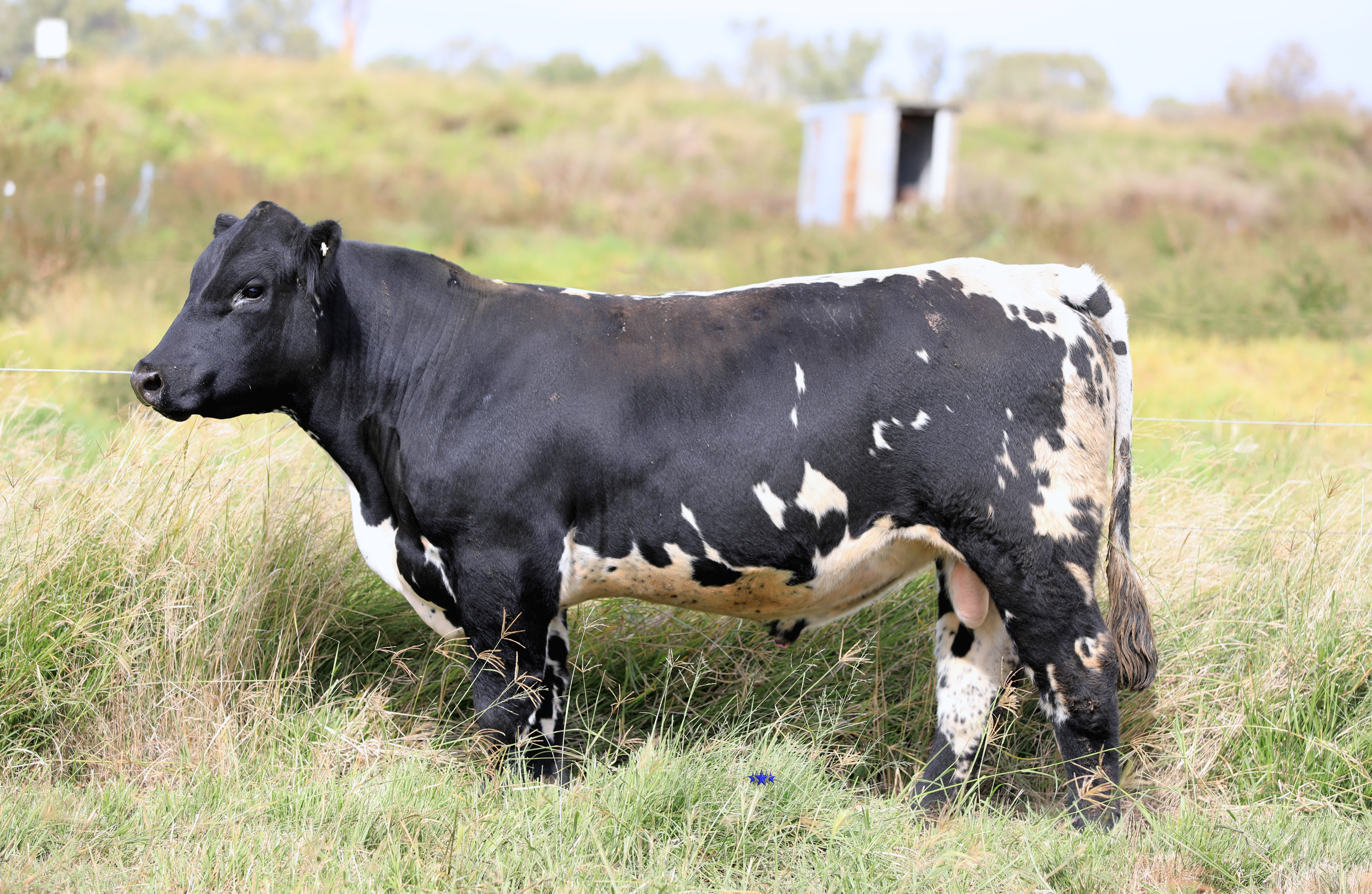 AAA Speckle Park Beef Cattle Stud Livestock Breeder