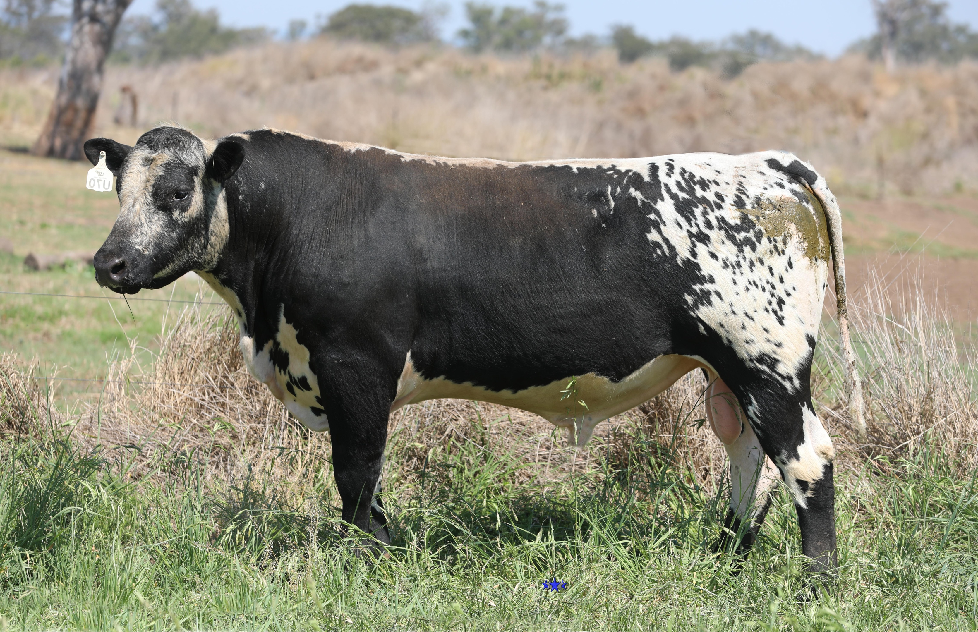 AAA Speckle Park Beef Cattle Stud Livestock Breeder