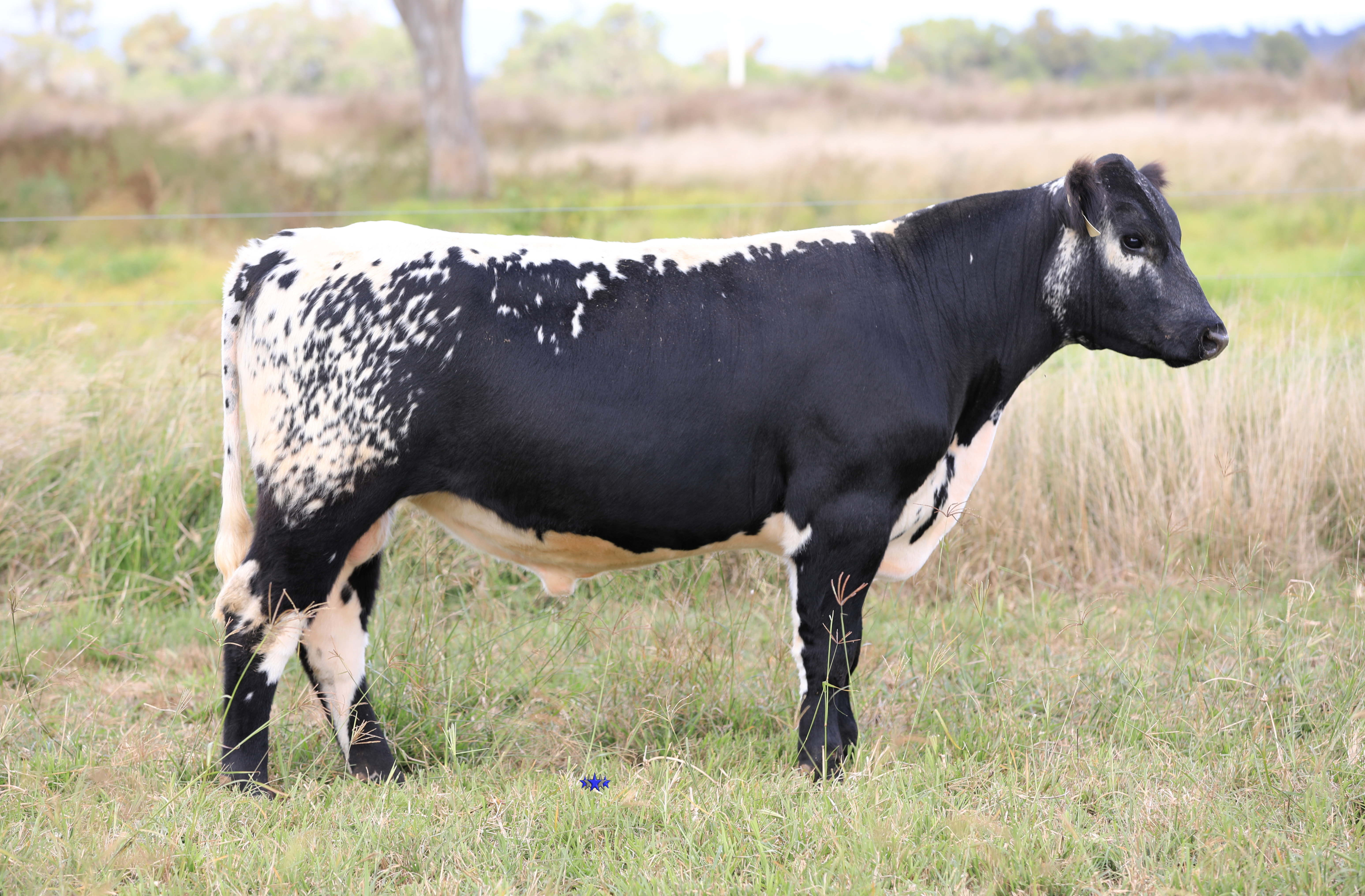 AAA Speckle Park Beef Cattle Stud Livestock Breeder