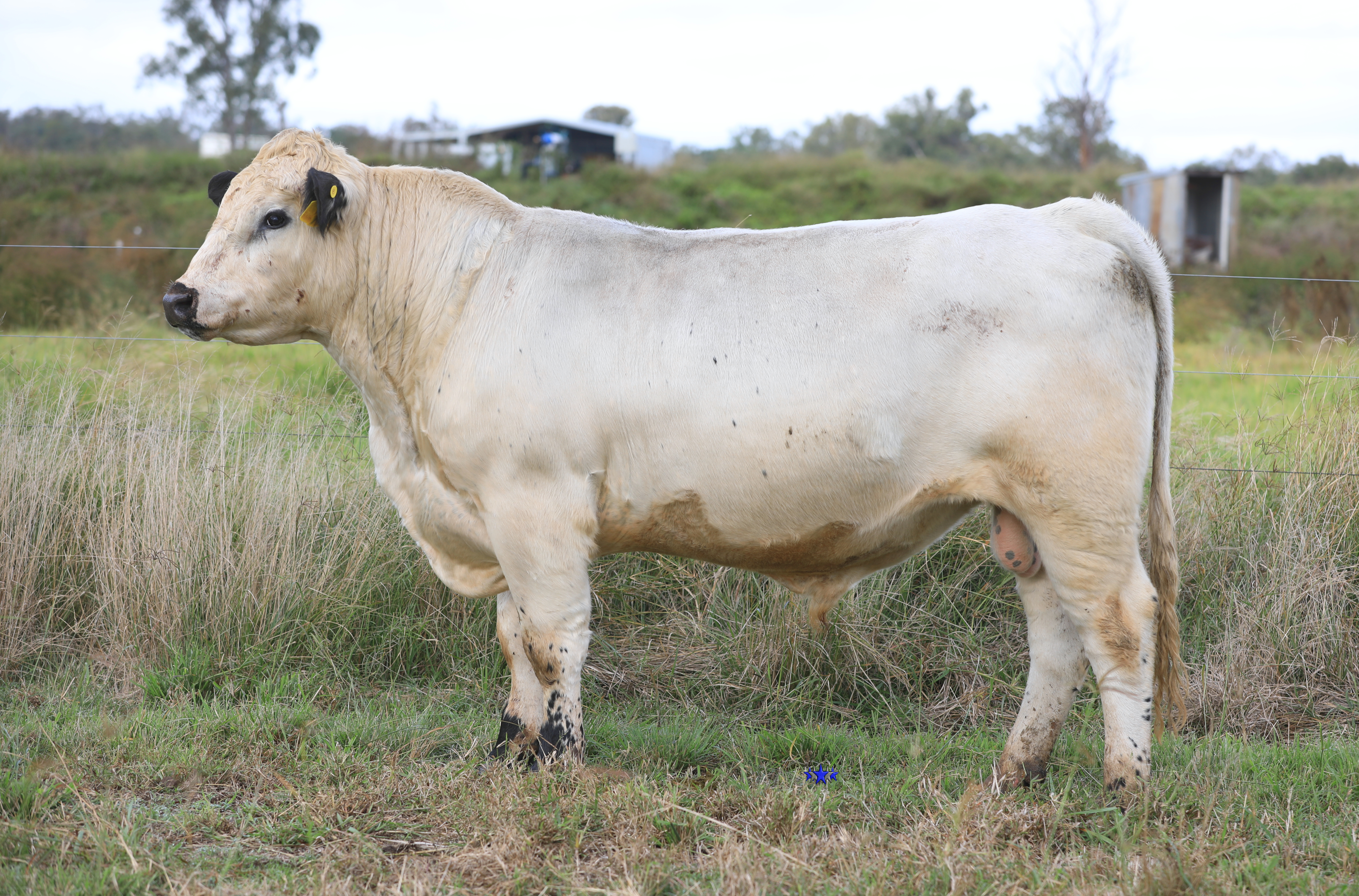 AAA Speckle Park Beef Cattle Stud Livestock Breeder