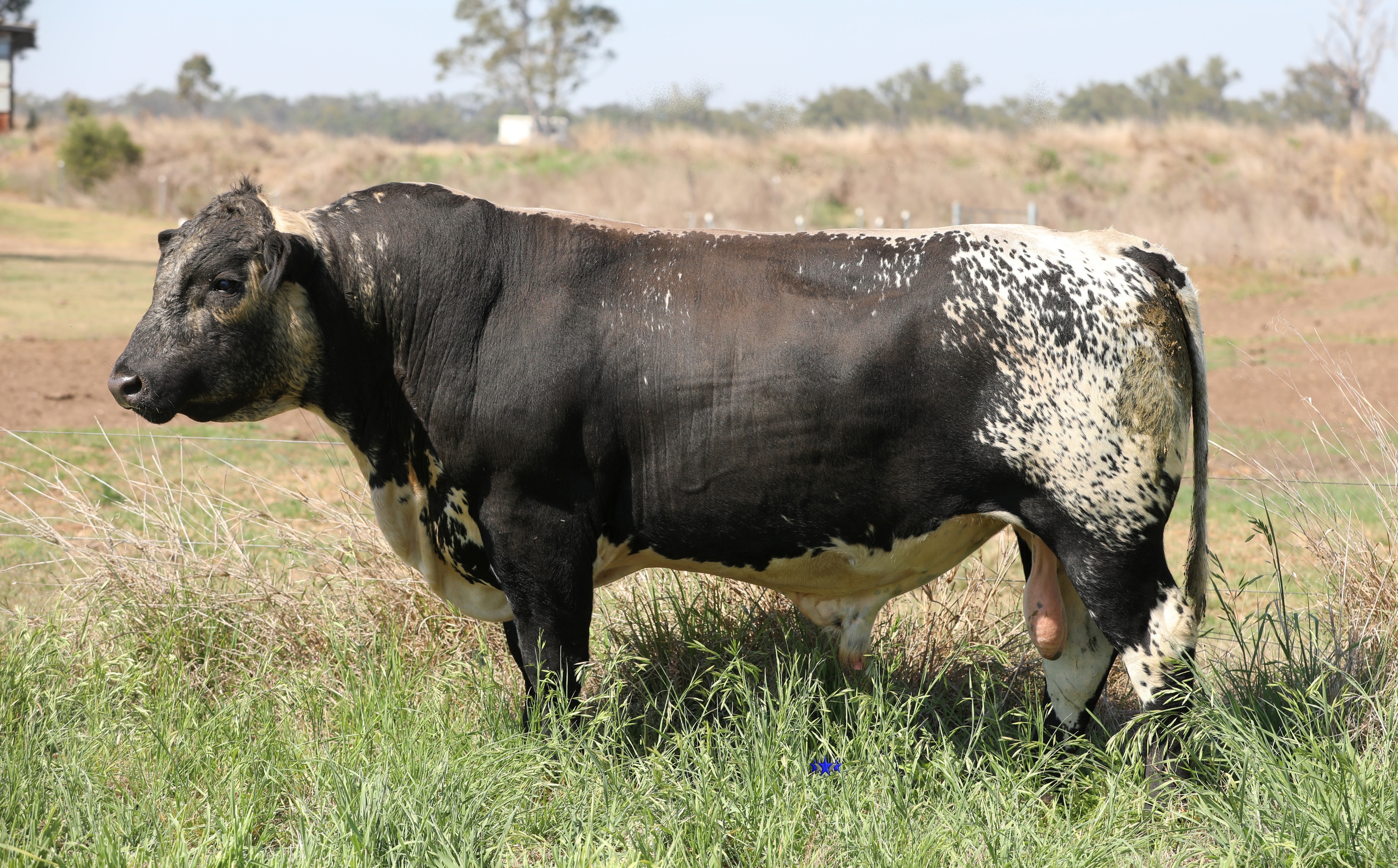 AAA Speckle Park Beef Cattle Stud Livestock Breeder