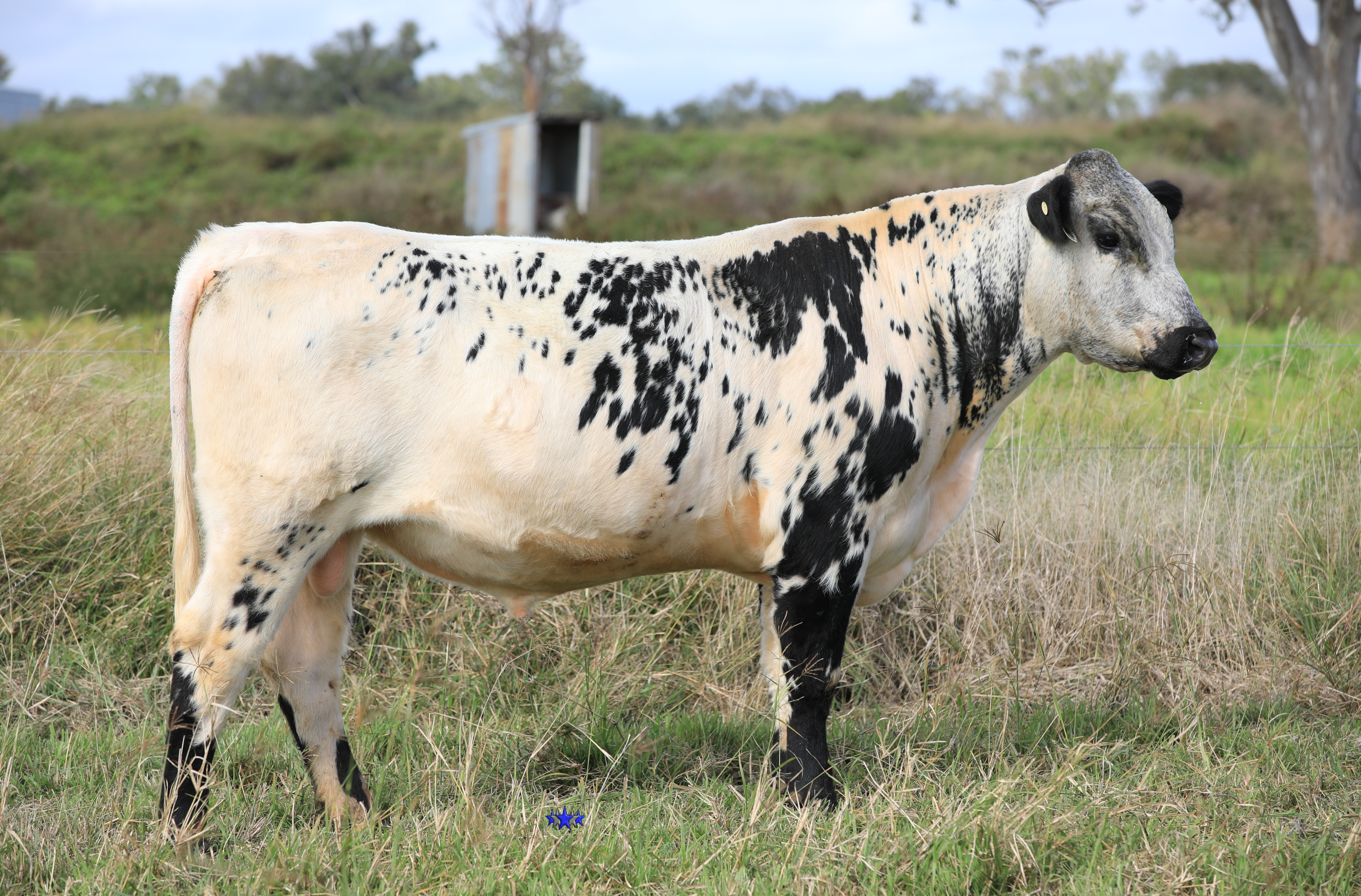 AAA Speckle Park Beef Cattle Stud Livestock Breeder