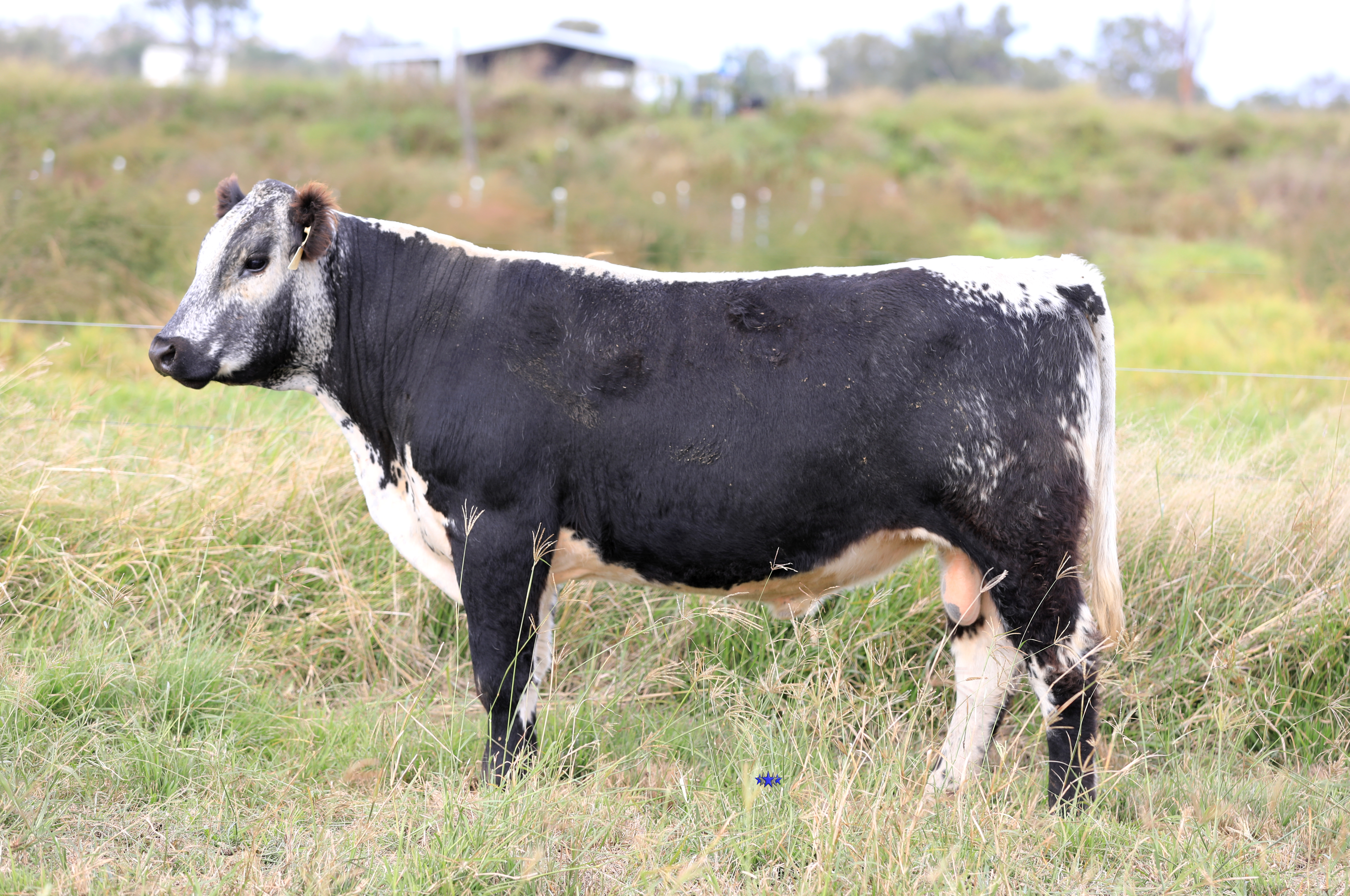 AAA Speckle Park Beef Cattle Stud Livestock Breeder